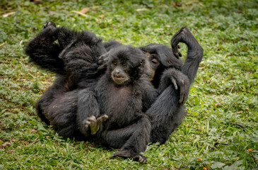 Siamang monkey playing with its baby