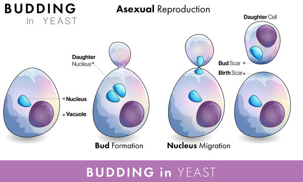 budding yeast gram stain