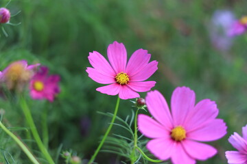 Fototapeta premium コスモス