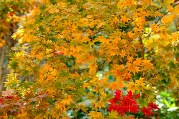 紅葉
