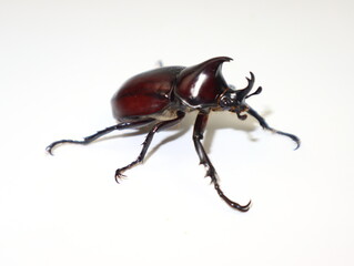 Male rhino beetle isolate on white background