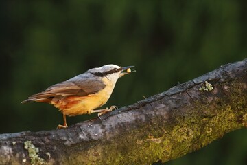 Fototapeta premium The Eurasian nuthatch or wood nuthatch (Sitta europaea) sitting on the branch.