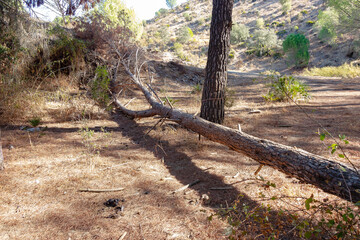 Fallen pine tree in path through mediterranean pine forest