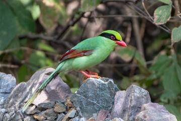 Common green magpie (Cissa chinensis), a member of the crow family, photographed in Sattal, India