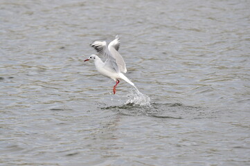 A black-headed gull, Larus ridibundus.