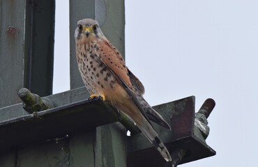 Sitzender Turmfalke auf einem Hochspannungsmast