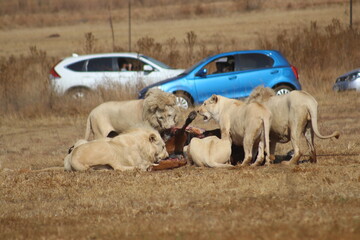 Photo Taken in Lion and Rhino Reserve, Krugersdorp