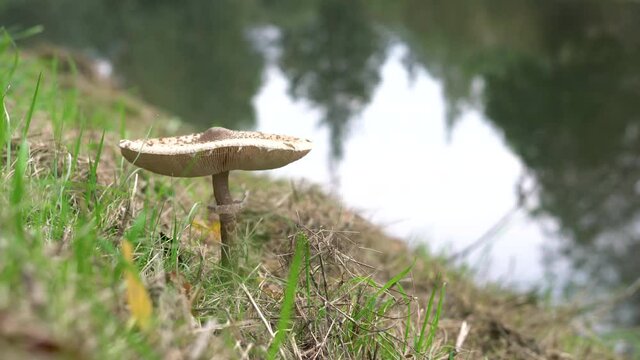 Macrolepiota procera, mushroom on green grass in autumn, with water in the background.