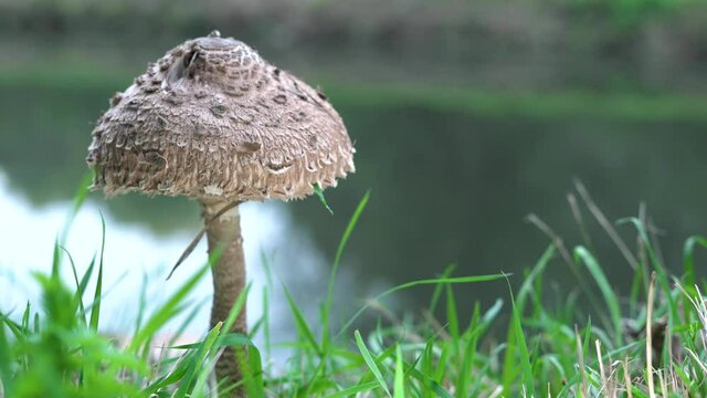 Macrolepiota procera, mushroom on green grass in autumn, with water in the background. Fungus with bokeh background.