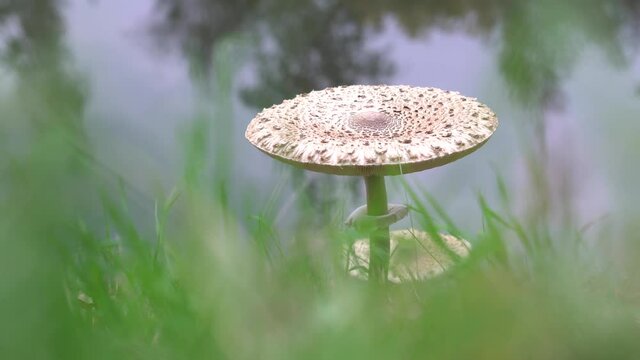 Macrolepiota procera, big mushroom on green grass in autumn, with water in the background.
