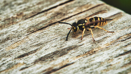 wasp on the ground