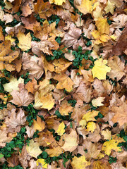 Picturesque bright orange and yellow maple leaves lie on the background of autumn grass