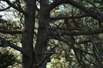 Obraz premium The beautiful pine tree forest with the soft light in Sapporo Japan