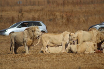 Photo Taken in Lion and Rhino Reserve, Krugersdorp