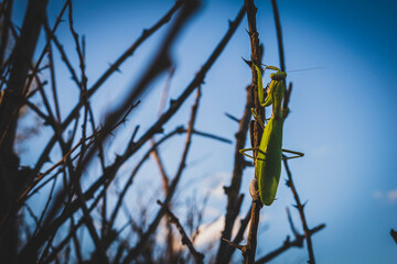 Beautiful green mantis landed on branch, near by Shabla town, Bulgaria, shot in the second half of...