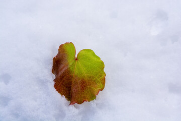 雪の上のツタの葉の落ち葉
