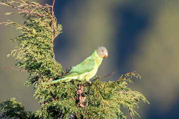 Slaty-headed Parakeet (Psittacula himalayana) photographed in Sattal, Uttarakhand,India