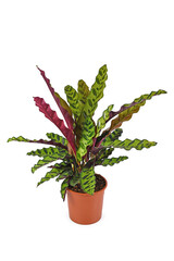 Full tropical 'Calathea Lancifolia' houseplant, also called 'Rattlesnake Plant' with exotic dot pattern in flower pot isolated on white background