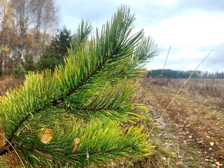 
forest needles spruce green autumn cloudy