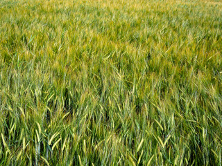 Barley growing in the field. Shot in Southern Finland. Still greenish barley, just getting her yello color when she can be harvested!