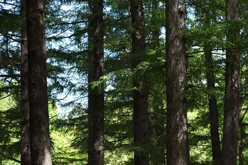 The beautiful peaceful pine tree forest in Sapporo Japan