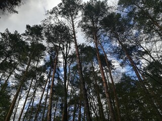 trees and sky