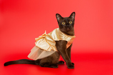 American Burmese cat in a beautiful dress