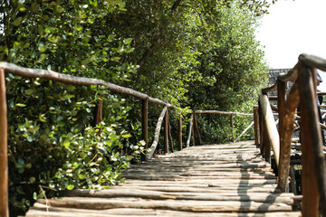 wooden bridge in the park