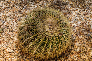 Big rounded cactus growing in Almeria, Spain