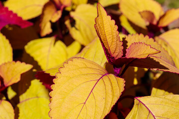 ユリウス 花 葉っぱ 可憐 秋