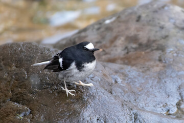 Little Forktail (Enicurus scouleri), a species of bird in the family Muscicapidae, photographed in Sattal, India