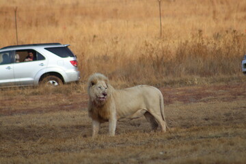 Obraz premium Photo Taken in Lion and Rhino Reserve, Krugersdorp