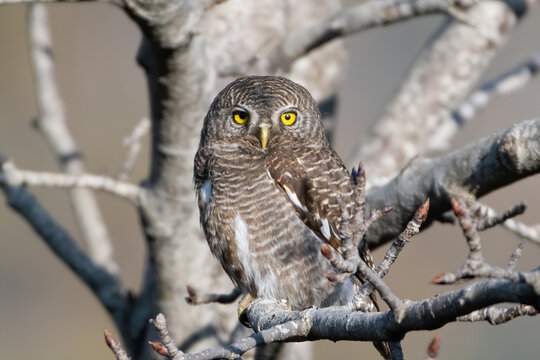Asian Barred Owlet photographed in Sattal, India