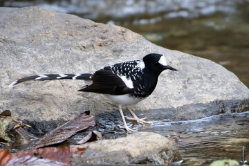 Spotted Forktail (Enicurus maculatus), a species of bird in the family Muscicapidae, photographed...