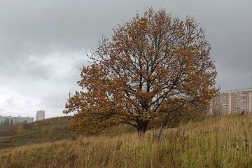 Fototapeta premium oak tree on a hillside on the outskirts of the city