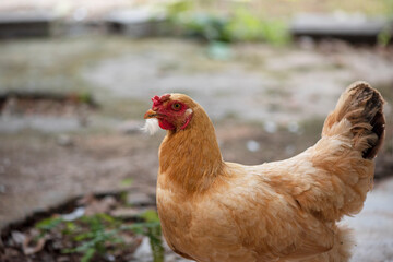 A chicken brown , Chicken breeder,Eating grass on the farm.