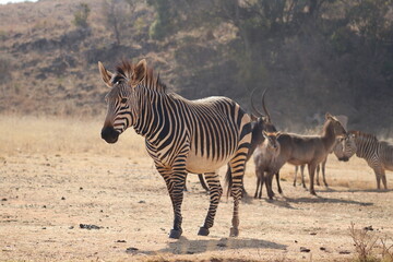 Obraz na płótnie Canvas Photo Taken in Lion and Rhino Reserve, Krugersdorp