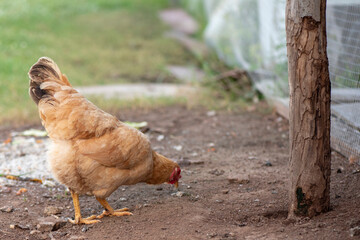 A chicken brown , Chicken breeder,Eating grass on the farm.