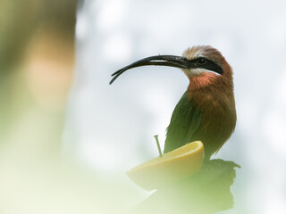 Vogel auf einem Ast
