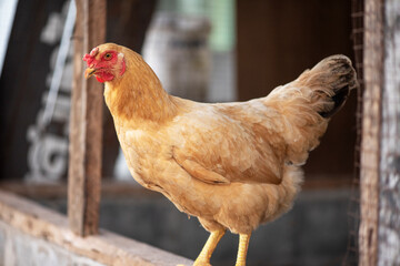 A chicken brown , Chicken breeder,Eating grass on the farm.