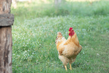 A chicken brown , Chicken breeder,Eating grass on the farm.
