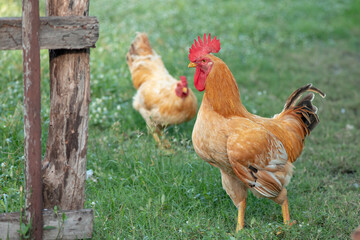A chicken brown , Chicken breeder,Eating grass on the farm.