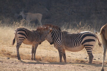 Fototapeta na wymiar Photo Taken in Lion and Rhino Reserve, Krugersdorp
