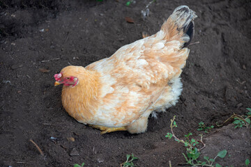 A chicken brown , Chicken breeder,Eating grass on the farm.