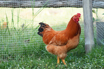 A chicken brown , Chicken breeder,Eating grass on the farm.