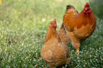 A chicken brown , Chicken breeder,Eating grass on the farm.