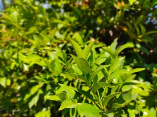 Nature Green Leaves in the Garden