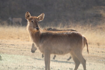 Photo Taken in Lion and Rhino Reserve, Krugersdorp