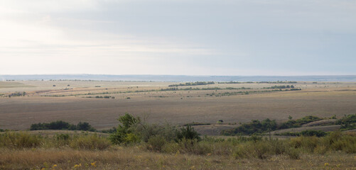 Steppe panorama under blue sky with rare trees and hills