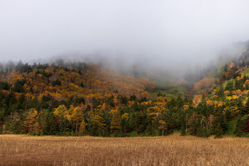 Fototapeta premium 朝霧に煙る紅葉の芳が平